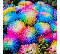 Regenbogen Chrysanteme Samen Zum Pflanzen von Mehrjährigen Blumen Dekorative Chrysantheme Samen Nicht-Gvo Samen Für Garten Blumentöpfe 1000 pezzi