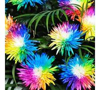 Regenbogen Chrysanteme Samen Zum Pflanzen von Mehrjährigen Blumen Dekorative Chrysantheme Samen Nicht-Gvo Samen Für Garten Blumentöpfe 500 pezzi
