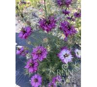 ReinSaat Cumino Nero (Nigella) - Mulberry Rose - 1 conf.
