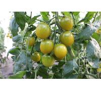 ReinSaat Pomodoro - Green Grape - 1 conf.