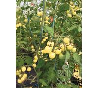 ReinSaat Pomodoro - Weiße Ribisel - 1 conf.