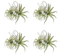Reinscer 16Pack Ananas Artificiale Erba Piante Aeree Fiori Finti Floccaggio Finto Tillandsia Bromeliace Decorazione Giardino Casa