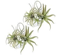 Reinscer 8Pack Ananas Artificiale Erba Piante Aeree Fiori Finti Floccaggio Finto Tillandsia Bromeliace Decorazione Giardino Casa