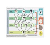 REIUAFWYGV Ecology Poster North American Food Web Guide | Features keystone species like wolves bison salmon and their ecological roles(Unframed,12X18inch(30X45cm))