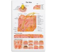 REIUAFWYGV Skin Types Guide Poster Anatomical Reference Chart Canvas Wall-Art for Kitchen Dining Room(Framed,12x18inch(30x45cm))