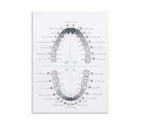 REIUAFWYGV Tooth Numbering Chart Poster Educational Reference Guide for Oral Health System Canvas Art Print for Bedroom Living Room Decor(Framed,08x12inch(20x30cm))