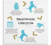 REIUAFWYGV Veterinary Knowledge Art Heartworm Life Cycle Educational Canvas for Home Decor(Unframed,16x24inch(40x60cm))