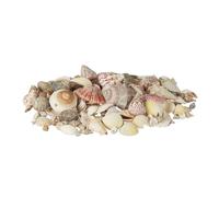 Relaxdays Set di conchiglie con gusci lumaca 1 kg