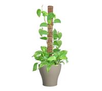 Removable Coco Moss Pole Garden Trellis houseplnt Support Stick