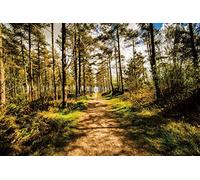 Renaiss 1.5x1m Sfondo di alberi della foresta della giungla Primavera Estate Sole Natura Scena all'aperto Fotografia Sfondo Vacanze Vacanze Decor Bambini Adulti Studio fotografico Puntelli