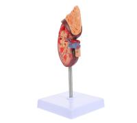 Renale Giocattoli Di Anatomia Per Bambini Strumenti Studio Fisiologia