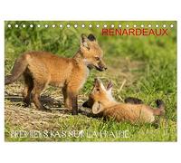 Renardeaux. Premiers pas sur la prairie (calendario de bureau 2026 DIN A5 orizzontale), Calvendo calendrier mensuel