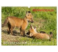Renardeaux. Premiers pas sur la prairie (calendario murale 2026 DIN A3 orizzontale), Calvendo calendrier mensuel