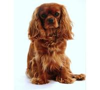 Renqidian Kit Per Pittura Con Diamanti Adulti Cavalier King Charles Spaniel 5D Diamond Painting Completo Kits fai da te Decorazione Per la Casa 40x50 cm