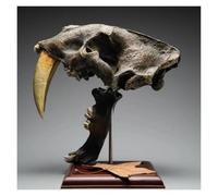 Replica 1:1 del teschio di Smilodon a grandezza naturale | Modello realistico ossa preistoriche resina - anatomia veterinaria, riferimento pittura studio, decoro casa