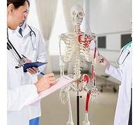 Replica anatomica di scheletro a grandezza naturale con cranio, nervi spinali e punti di inserimento muscolare rimovibili, per uno studio avanzato di anatomia su supporto girevole