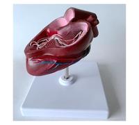 Replica del cuore di cane in sezione trasversale con corde tendinee | Modello di anatomia del cuore canino, modello di organo animale in PVC su base bianca for l'educazione alle scienze