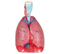 Replica dell'organo del torso staccabile in 7 pezzi con etichette numerate | Modello anatomico del cuore e dei polmoni del sistema respiratorio umano, sussidio didattico anatomico for studenti