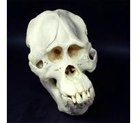 Replica di teschio di gorilla, modello di teschio di orango di Sumatra, campioni di ossa di animali modello di testa di anatomia for lo studio, l'insegnamento, la decorazione della casa