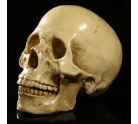 Replica realistica 1:1 di teschio umano in resina in stile antico per