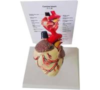 Replica staccabile del cuore di cane con segni numerati | Modello di anatomia del cuore canino, modello di cuore animale in PVC su base trasparente for l'insegnamento veterinario