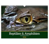 Reptilien & Amphibien Portraits (Wandkalender 2026 DIN A3 quer), CALVENDO Monatskalender: Jahreskalender mit Portraits faszinierender Reptilien und Amphibien