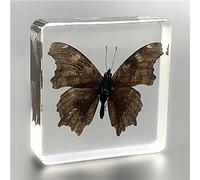 Resina Di Insetto,vero Esemplare Di Insetto,insegnamento Reale Farfalla Esemplari Resina Fermacarte Esemplare Di Insetto Ambra Ornamenti Artigianato Decoraz, Glazed Tortoiseshell Butterfly, 75*75*22mm