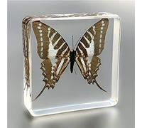 Resina di Insetto,Vero Esemplare di Insetto,insegnamento Reale Farfalla Esemplari Resina Fermacarte Esemplare di Insetto Ambra Ornamenti Artigianato Decoraz, King Spotted Butterfly, 75 * 75 * 22mm