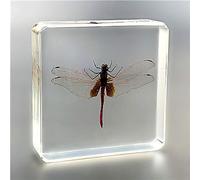 Resina di Insetto,Vero Esemplare di Insetto,insegnamento Reale Farfalla Esemplari Resina Fermacarte Esemplare di Insetto Ambra Ornamenti Artigianato Decoraz, Dragonfly, 75 * 75 * 22mm