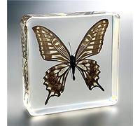 Resina di Insetto,Vero Esemplare di Insetto,insegnamento Reale Farfalla Esemplari Resina Fermacarte Esemplare di Insetto Ambra Ornamenti Artigianato Decoraz, Swallowtail Butterfly, 75 * 75 * 22mm