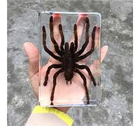 Resina di Insetto,Vero Esemplare di Insetto,insegnamento Reale Farfalla Esemplari Resina Fermacarte Esemplare di Insetto Ambra Ornamenti Artigianato Decoraz, Tarantula, 135 * 90 * 32mm