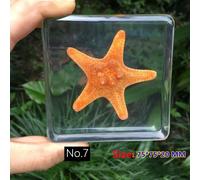 Resina Esemplare Fermacarte Calamaro Crab Mare Life per Scienza Insegnamento