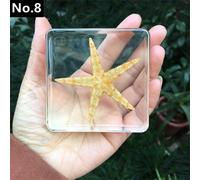 Resina Esemplare Fermacarte Calamaro Crab Mare Life per Scienza Insegnamento