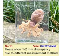 Resina Esemplare Fermacarte Calamaro Crab Mare Life per Scienza Insegnamento