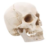 Resina Modello Realistico di Cranio Umano Staccabile, 1: 1, Beige | Anatomia e Studio Domestico, Design Artistico, Riferimento Accurato, per Professionisti e Museo