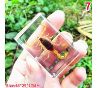 Resina Vero Insetti Campione Beetle Scorpione Fermacarte Collezione Creativo
