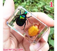 Resina Vero Insetti Campione Beetle Scorpione Fermacarte Raccolta Creativo Chic