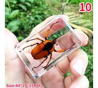 Resina Vero Insetti Campione Beetle Scorpione Fermacarte Raccolta Creativo Chic