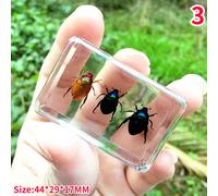 Resina Vero Insetti Campione Beetle Scorpione Fermacarte Raccolta Creativo Chic