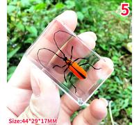 Resina Vero Insetti Campione Beetle Scorpione Fermacarte Raccolta Creativo Chic