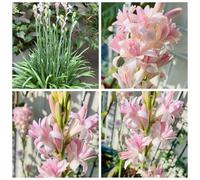 Resistente al freddo e alla siccità/Tuberosa: facile da coltivare e bellissima/Profumo ricco ed elegante/Purificatore d'aria-6 PCS