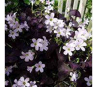 Resistente al Freddo per Esterni, Molto Esclusivo, Facile da Coltivare, Amico delle Api, Multicolore Produttività Elevata, Facile da Curare, -8 Oxalis -G