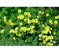 Resistente al freddo per esterni, molto esclusivo, facile da coltivare, amico delle api, ricco di produzione multicolore. Facile da curare, -6 Oxalis -C