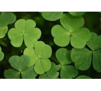 Resistente al freddo per esterni, molto esclusivo, facile da coltivare, amico delle api, ricco di produzione multicolore. Facile da curare, -10 Oxalis -F