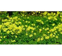 Resistente al freddo per esterni, molto esclusivo, facile da coltivare, amico delle api, ricco di produzione multicolore. Facile da curare, -15 Oxalis -E