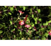 Resistente al freddo per esterni, molto esclusivo, facile da coltivare, amico delle api, ricco raccolto multicolore. Facile da curare, -4 Oxalis -B