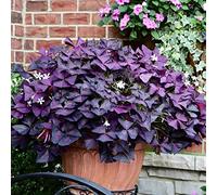 Resistente al freddo per esterni, molto esclusivo, facile da coltivare, amico delle api, ricco raccolto multicolore. Facile da curare, -10 Oxalis -J