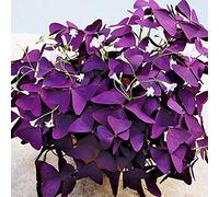 Resistente al freddo per esterni, Tollerante alla siccità, Multicolore ad alto rendimento, Facile da curare, Semplice da coltivare, Amico delle api, -10 Oxalis -I