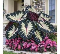 Resistente all'inverno perenne - Orecchino a elefante resistente all'inverno - Le piastre sono molto grandi - Facile da curare, eccellente decorazione,bellissimo.-8knolle-C