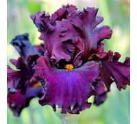 Resistente All'Inverno, Perenne resistente/Regalo/Crescita, giardini e balconi, Raro Rizoma Di Iris -15bulbi-C